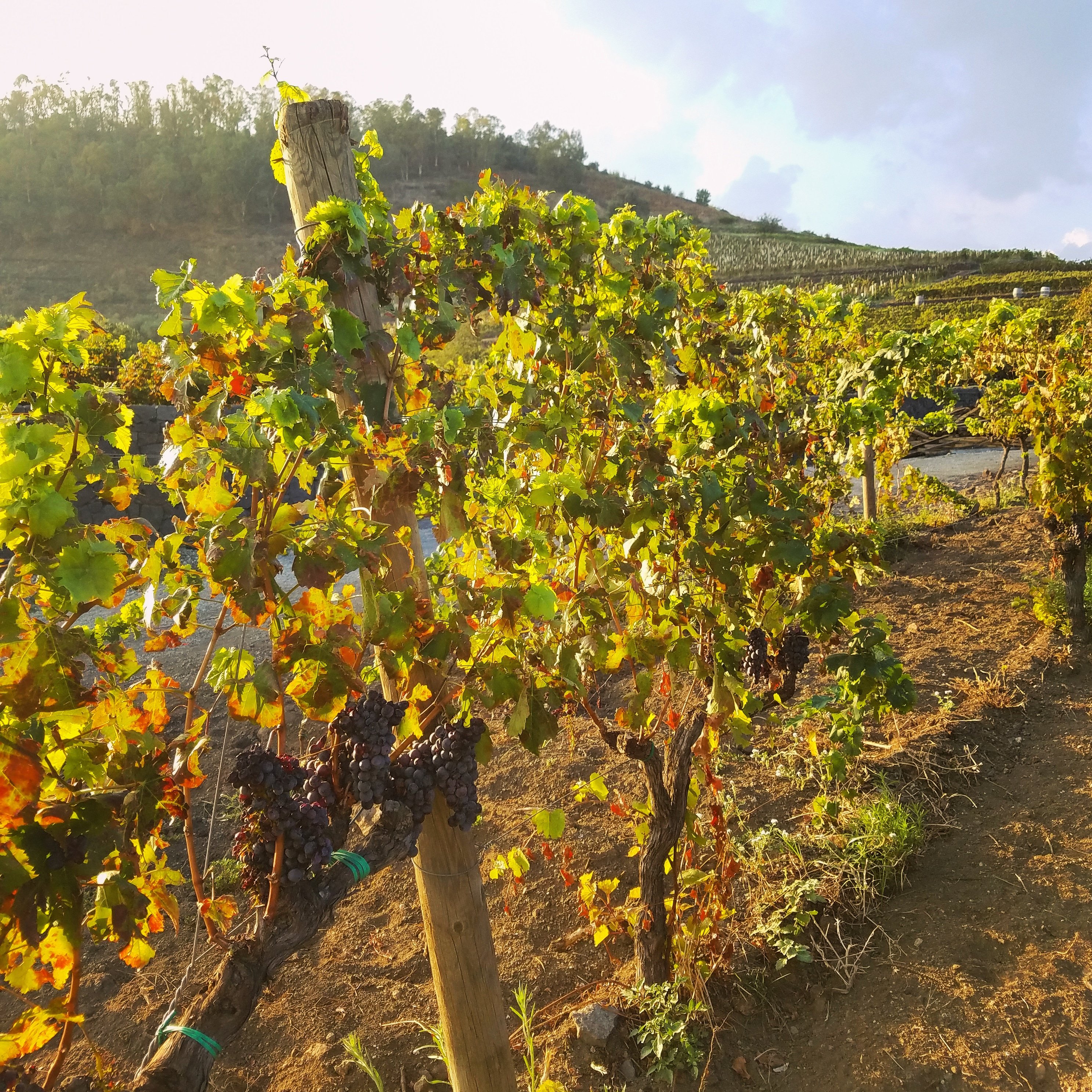 Time To Taste The Wine Experience Sicily