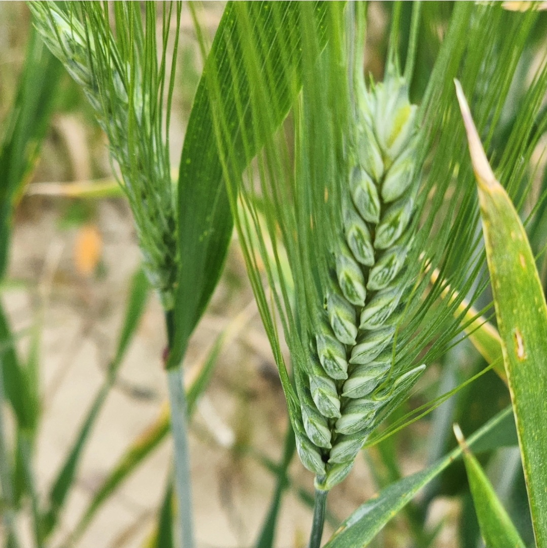 My Study of Wheat in Sicily